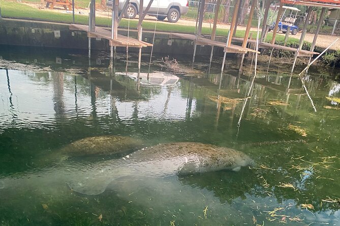 Crystal River: Private Manatee Boat Tour - Should You Book This Private Manatee Tour?