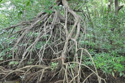 Damas Island Mangrove Boat Tour with Wildlife from Manuel Antonio - Isla Damas Mangroves: A Wildlife Boat Ride Without the Sprint