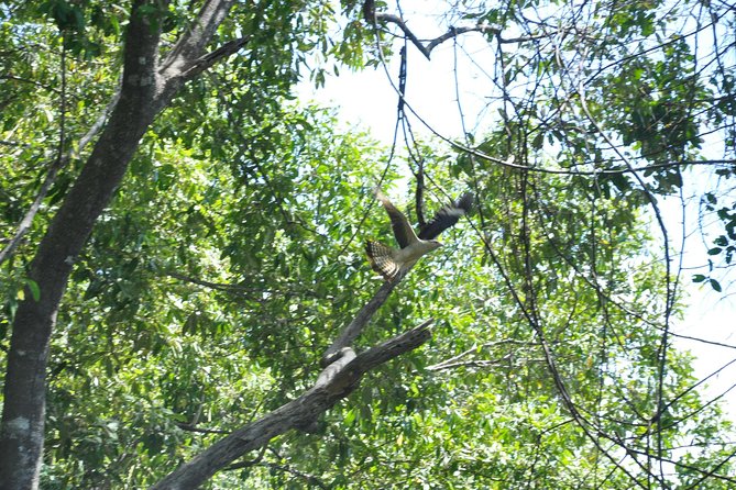 Damas Island Mangrove Boat Tour with Wildlife from Manuel Antonio - Lunch After the Mangroves: Typical Costa Rican Food, Family-Style