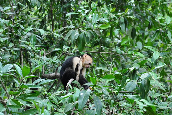 Damas Island Mangrove Boat Tour with Wildlife from Manuel Antonio - Price and Value: Does $95.30 Deliver Real Usefulness?