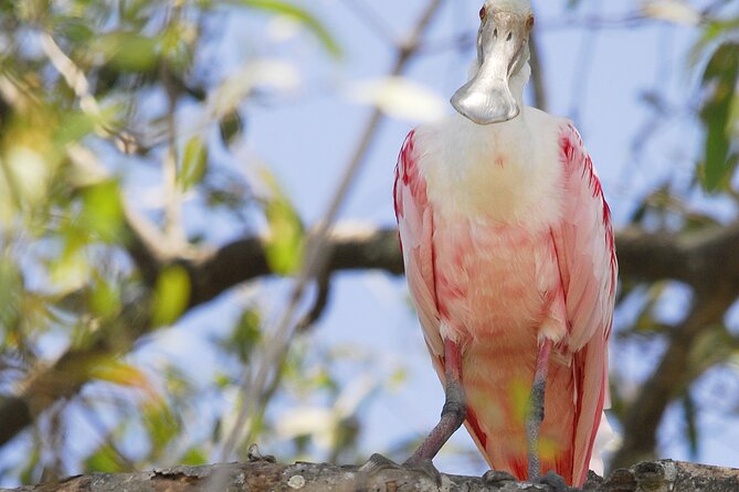 Damas Island Mangrove Boat Tour with Wildlife from Manuel Antonio - Who Should Book This (and Who Might Want Another Option)?