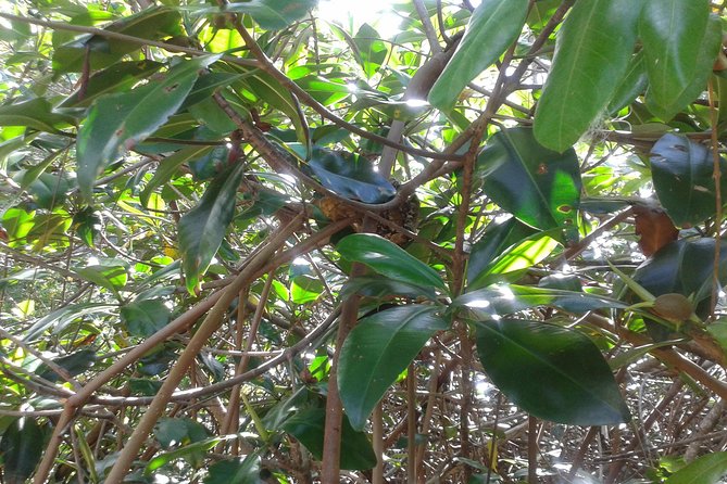 Damas Island Mangrove Boat Tour with Wildlife from Manuel Antonio - Should You Book the Damas Island Mangrove Tour?