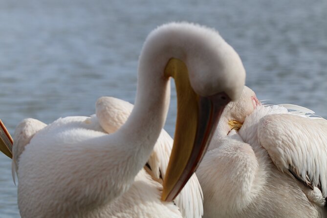 Day tour to Hell's Gate National park and optional Boat ride on lake Naivasha - Optional Lake Naivasha boat ride: hippos, birds, and a cooler second act