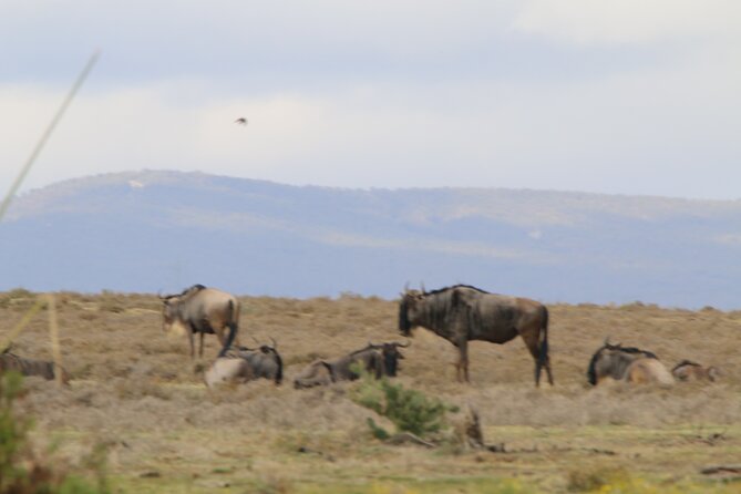 Day tour to Hell's Gate National park and optional Boat ride on lake Naivasha - Guides and safety: what “on time and comfortable” actually means