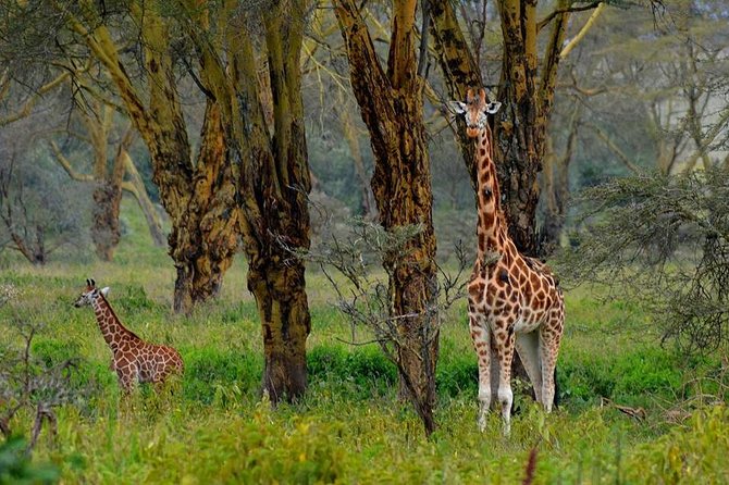 Day Tour To Lake Nakuru Park With Optional Boat Ride on Lake Naivasha - Nairobi to the Rift: a day plan that actually fits