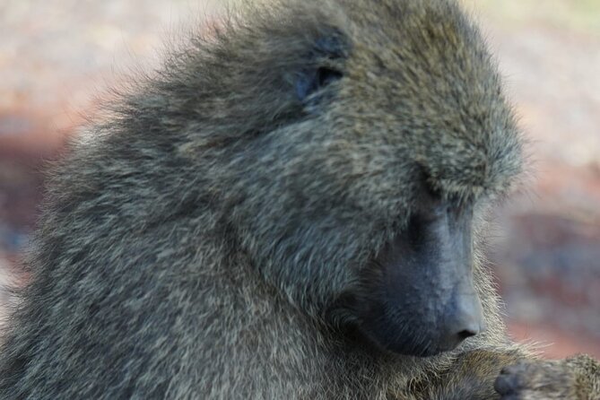 Day Tour To Lake Nakuru Park With Optional Boat Ride on Lake Naivasha - Leaving Nakuru for Naivasha: adding a water-based wildlife experience