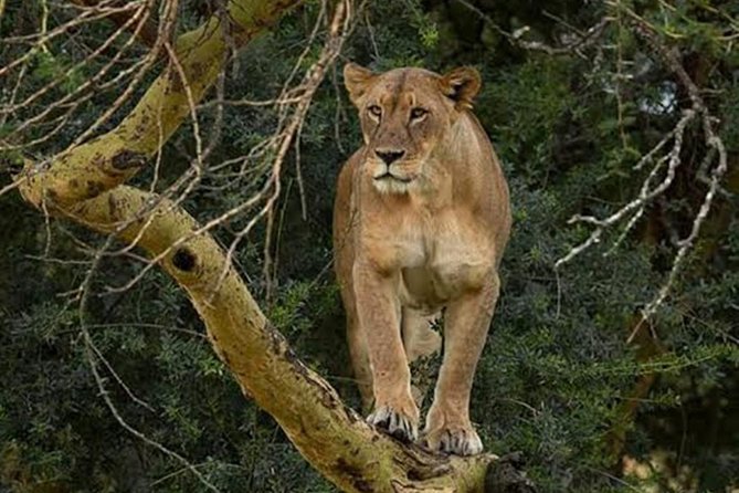 Day Tour To Lake Nakuru Park With Optional Boat Ride on Lake Naivasha - How the private guide changes the quality of the day