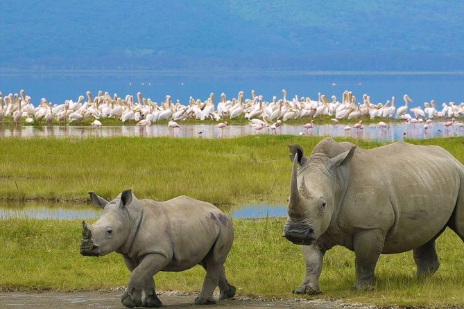 Day Tour To Lake Nakuru Park With Optional Boat Ride on Lake Naivasha - Price and value: what you pay up front vs. what you pay at the gate