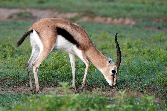 Day Tour To Lake Nakuru Park With Optional Boat Ride on Lake Naivasha - Timing details you’ll want to plan around
