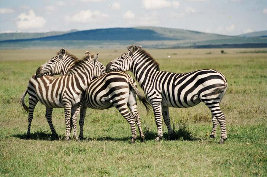 Day Trip: Hell's Gate Bike Ride & Lake Naivasha Boat Ride - Getting to Hell’s Gate: rules brief, then park time