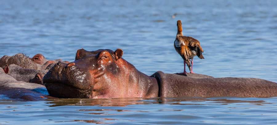 Day Trip: Hell's Gate Bike Ride & Lake Naivasha Boat Ride - Guided game drive option: a calmer alternative