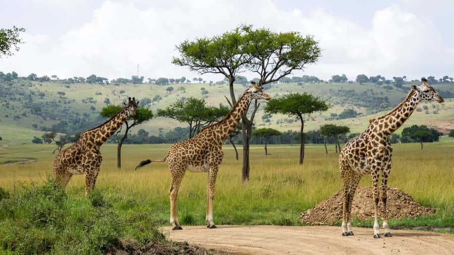 Day Trip: Hell's Gate Bike Ride & Lake Naivasha Boat Ride - Costs and value: what your $34 doesn’t cover