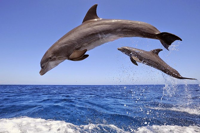 Dolphin Island Boat Trip – Swim, Sun & Lunch Included - Dolphin Island Boat Trip Review: What This Gulet Day From Side Really Feels Like