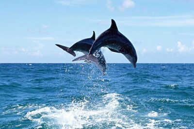 Dolphin Island Boat Trip – Swim, Sun & Lunch Included - From Side to the Open Sea: Getting On Board and Settling In