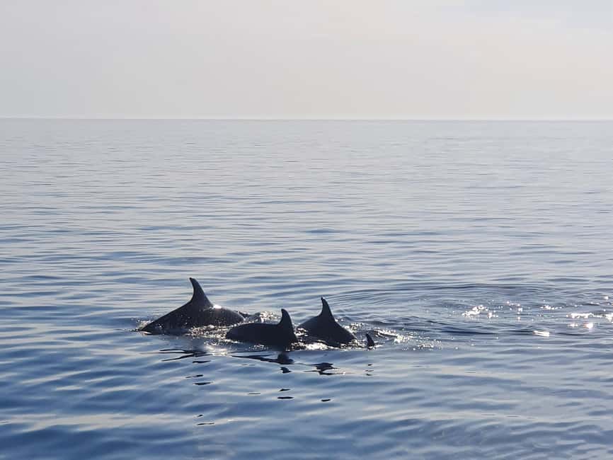 Dolphin Safari Boat Trip from Marina Funtana - Finding the Sveta Ana at Funtana Marina (20 meters from the barrier)