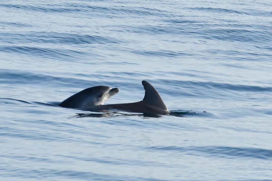 Dolphin Safari Boat Trip from Marina Funtana - Dolphin safari: how spotting happens (and what to do if they don’t show)