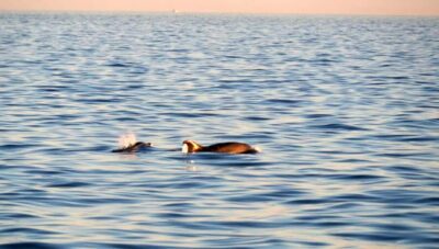 Dolphin Safari Boat Trip from Marina Funtana - What 150 minutes feels like on the water near Vrsar and Funtana