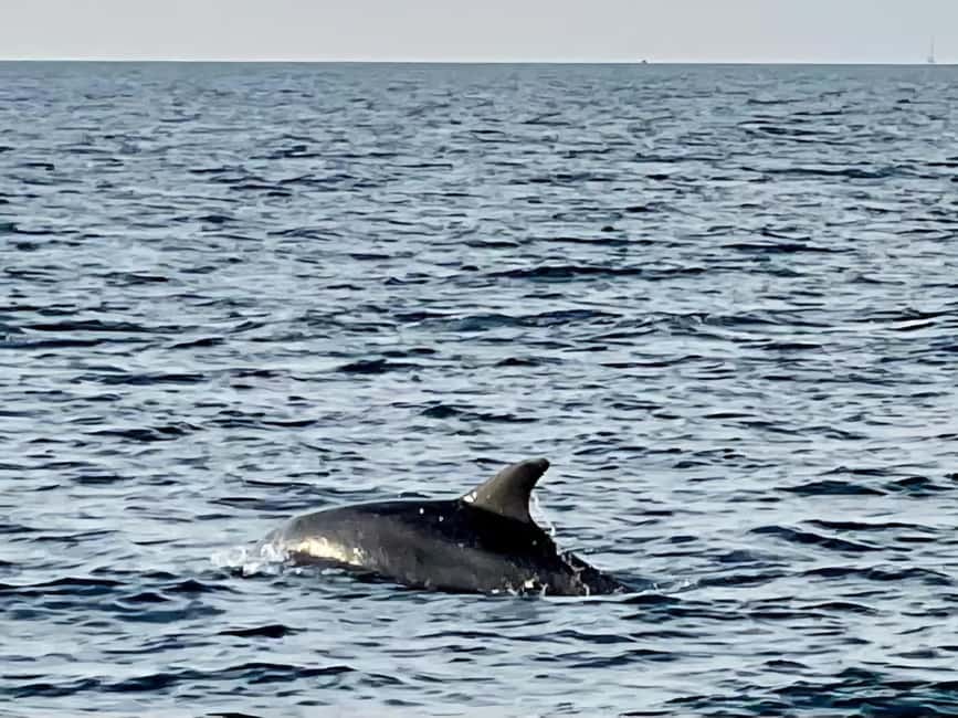 Dolphin Safari Boat Trip from Marina Funtana - Price and value: is $35 really fair for this dolphin boat trip?