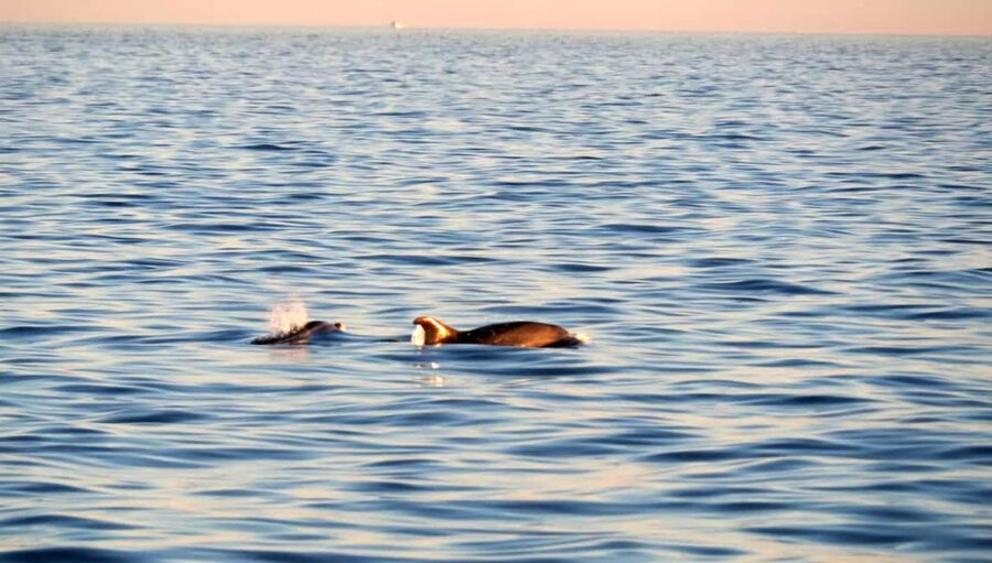 Dolphin Safari Boat Trip from Marina Funtana - What 150 minutes feels like on the water near Vrsar and Funtana