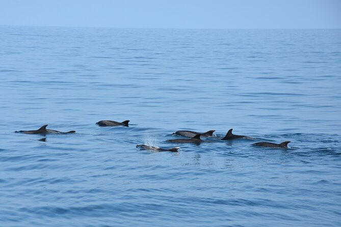 Dolphin Sightseeing Boat Tour from Benalmadena - Dolphin Sightseeing in Benalmádena: The Value Behind the Ticket
