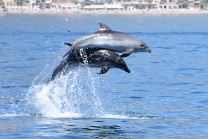 Dolphin Sightseeing Boat Tour from Benalmadena - From Costasol Cruceros to the Marina: Your Quick Start Plan