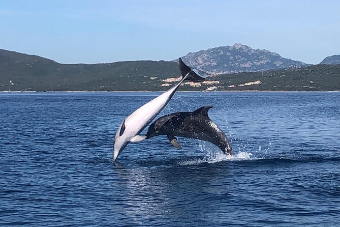 Dolphin Watching Boat Tour from Olbia - Key things I’d pin on your planning map