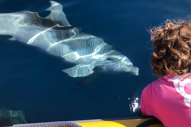 Dolphin Watching Boat Tour from Olbia - Why Figarolo Is the Star of This Dolphin Boat Trip