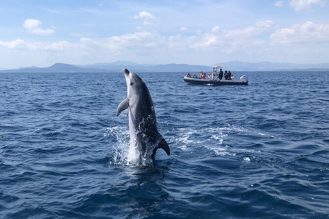 Dolphin Watching Boat Tour from Olbia - The English Guidance That Helps You Spot More