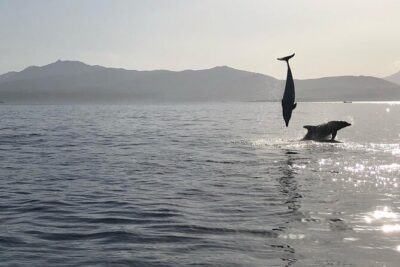 Dolphin Watching Boat Tour from Olbia - Two Hours on the Water: What the Sailing Really Looks Like