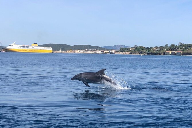 Dolphin Watching Boat Tour from Olbia - Small Group Size and High Sighting Odds: The Value Equation