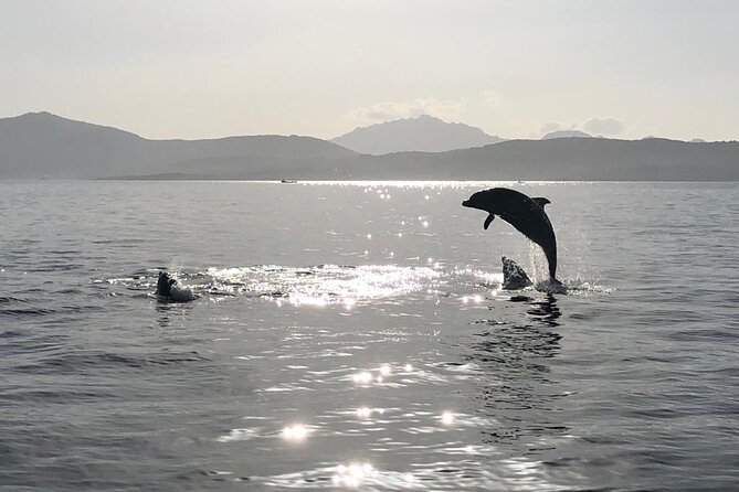 Dolphin Watching Boat Tour from Olbia - Who This Dolphin Watching Tour From Olbia Fits Best