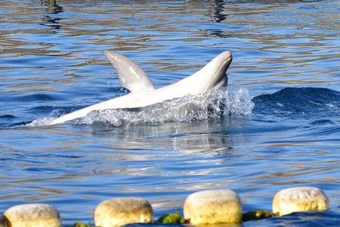 Dolphin Watching Boat Tour from Olbia - Should You Book This Dolphin Watching Tour from Olbia?