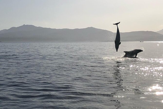 Dolphin Watching Boat Tour from Olbia - Two Hours on the Water: What the Sailing Really Looks Like