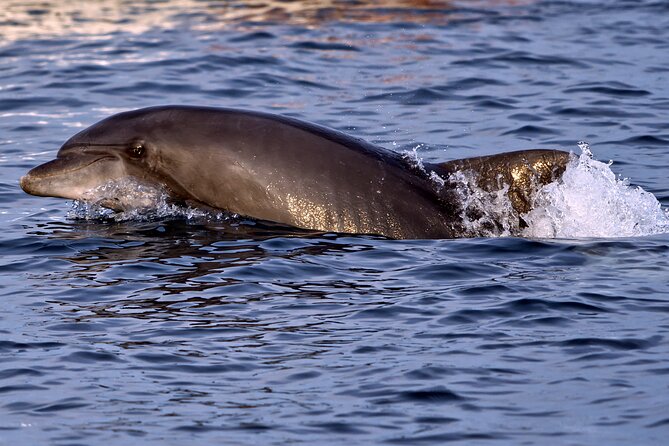 Dolphin Watching Sunset Boat Trip in Pula with Dinner - Sunset and Dolphins Near Brijuni: What This Trip Feels Like