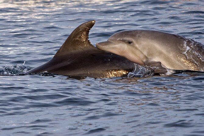 Dolphin Watching Sunset Boat Trip in Pula with Dinner - How the Search for Bottlenose Dolphins Actually Works