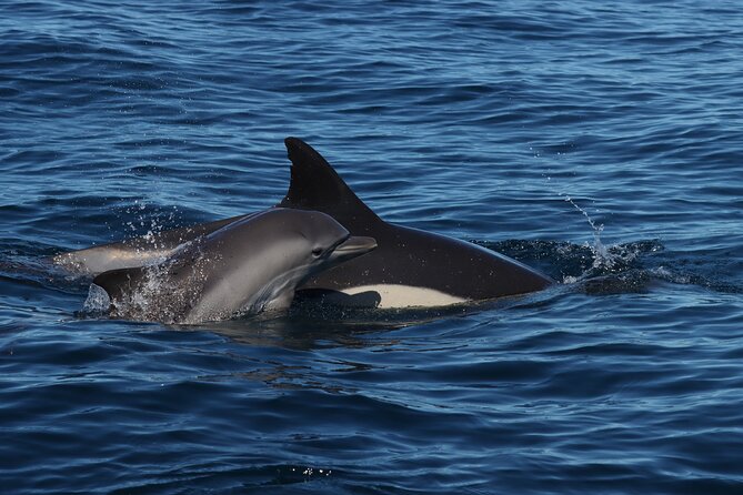 Dolphins & Benagil Caves with Biologist guide - Carvoeiro, Ferragudo, and Carvalho Beach: Beaches and Views with Actual Context
