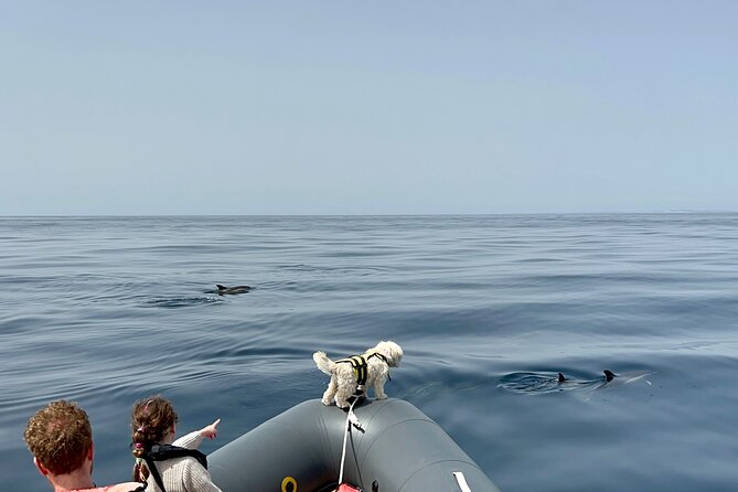 Dolphins & Benagil Caves with Biologist guide - The Optional Swim in a Calm Bay: Worth It When Conditions Allow