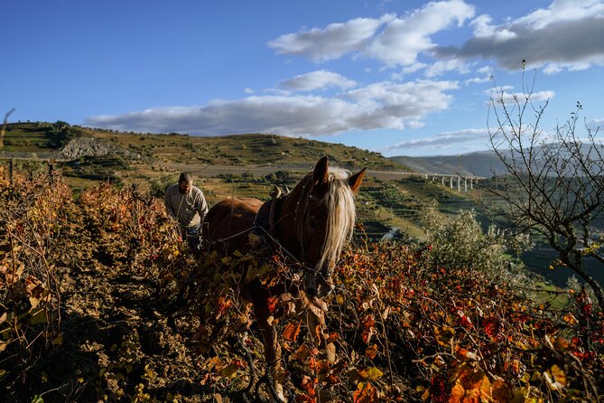 DOURO VALLEY: Lunch in a winery, tastings & 1-h private boat tour - The road to Peso da Régua: National Road 222’s wow factor