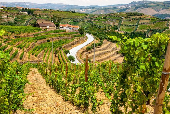 Douro Valley Private Day Trip including Boat Ride & Wine Tasting - How the Best Guides Make It Feel Like Visiting a Friend