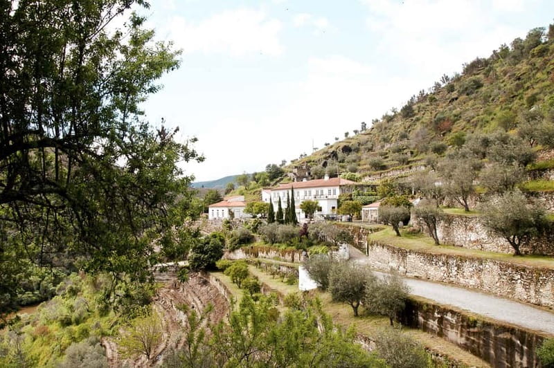 Douro Valley: Tour with Wine Tastings, Lunch, and Boat Ride - Second winery: private guided table wine tour plus olive oil and honey