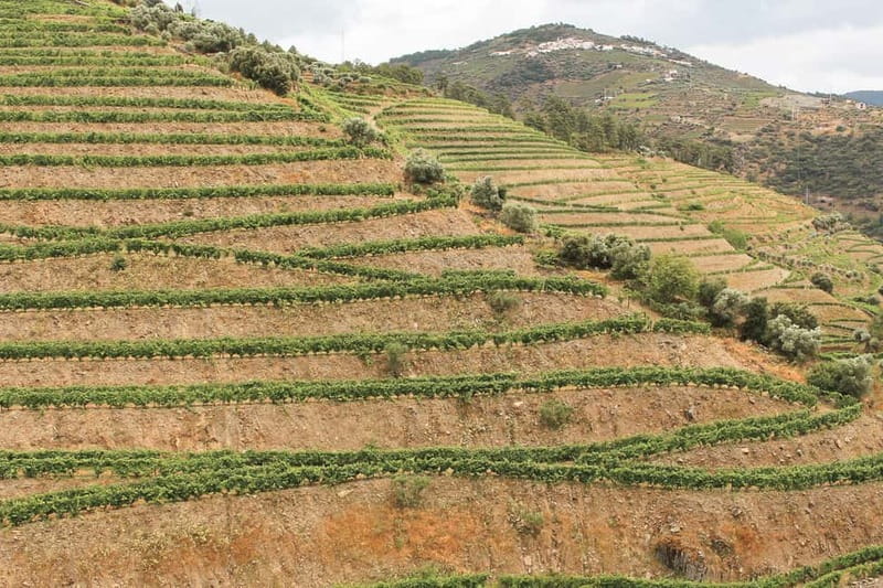 Douro Valley: Tour with Wine Tastings, Lunch, and Boat Ride - Who this Douro Valley tour fits best (and who should rethink it)