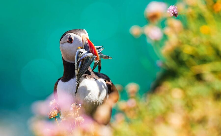 Dublin: Howth Coast and Ireland's Eye Boat Tour - Rain or shine: dealing with wind, sea noise, and comfort