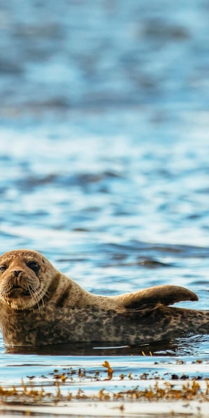 Dublin: Howth Coastal Boat Tour - Your skipper and guide: live English talk that’s meant to make you look closer