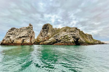 Dublin: Howth Coastal Boat Tour - Wildlife odds: puffins, seals, gannets, guillemots, and occasional dolphins