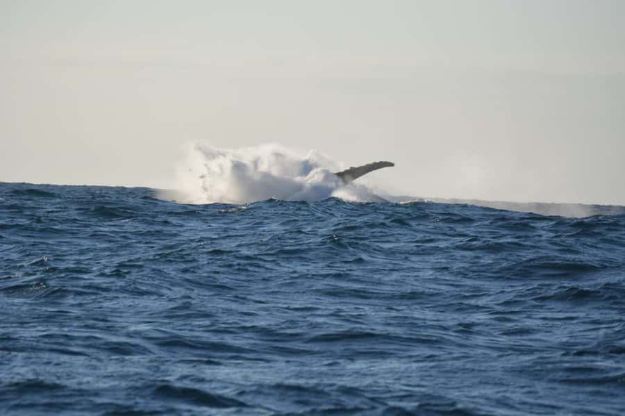 Durban: Durban: Whale and Dolphin Watching Boat Tour - Why Durban’s humpback season matters (May to November)