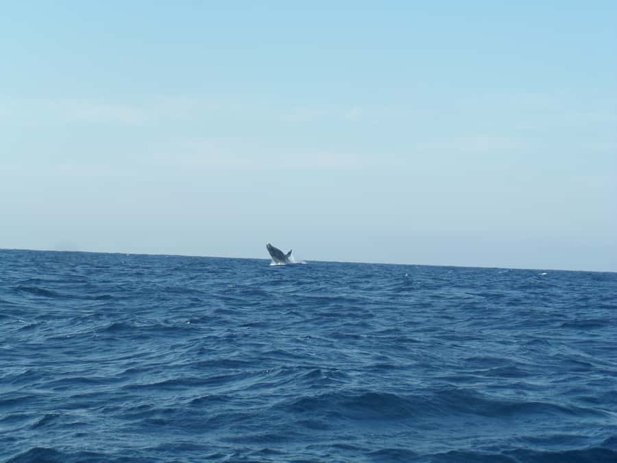 Durban: Durban: Whale and Dolphin Watching Boat Tour - From Wilson’s Wharf to open ocean: what 2 hours feels like