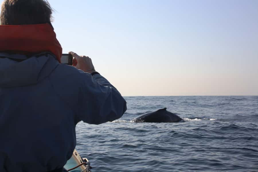 Durban: Durban: Whale and Dolphin Watching Boat Tour - Price and value: is $102 for 2 hours a smart buy?