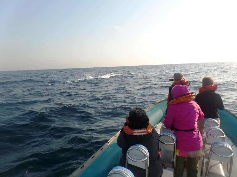 Durban: Durban: Whale and Dolphin Watching Boat Tour - Should you book the Durban whale and dolphin cruise?