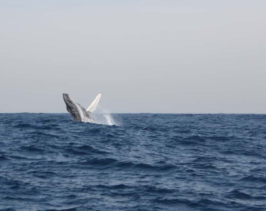 Durban: Durban: Whale and Dolphin Watching Boat Tour - FAQ