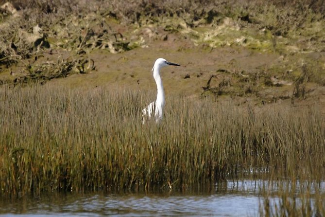 Eco Boat Tour in the Ria Formosa Lagoon from Faro - Price and value for a short eco outing